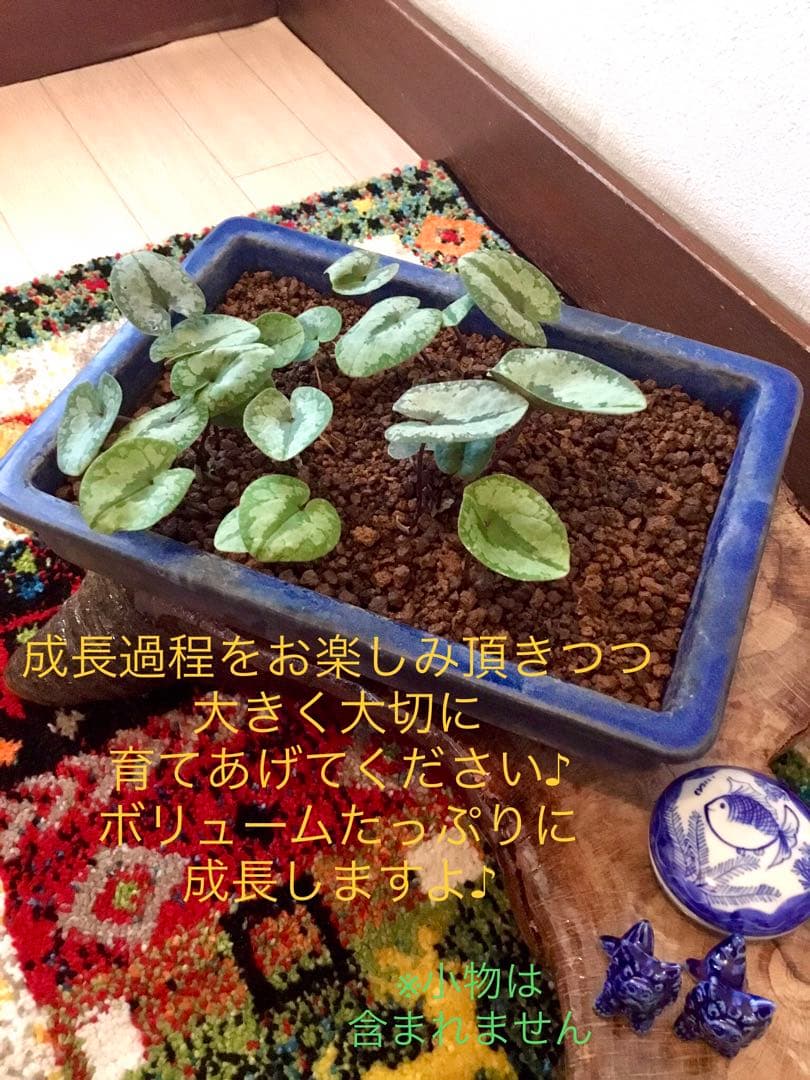 今春生まれた若葉がどっさり！【斑入り/寒葵＊カンアオイ】これから大きく成長します