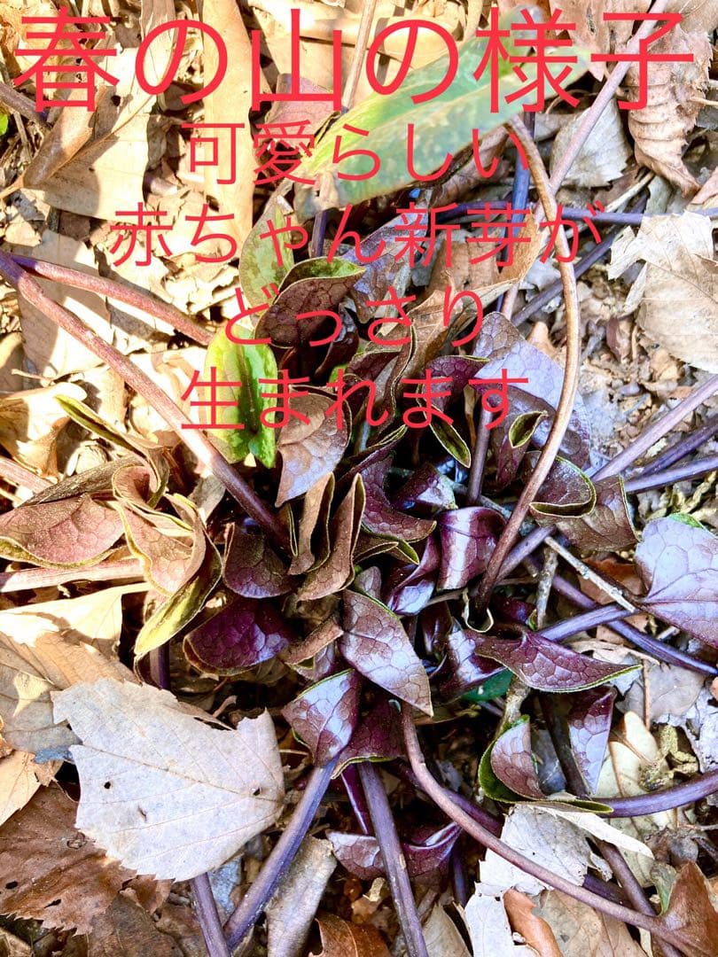 今春生まれた若葉がどっさり！【斑入り/寒葵＊カンアオイ】これから大きく成長します