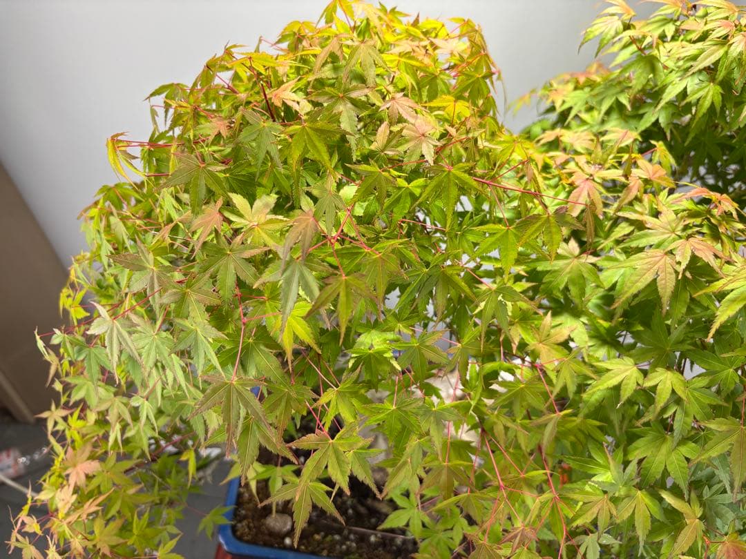 ヤマモミジ盆栽②