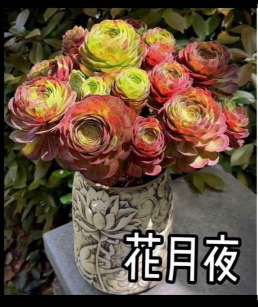 多肉植物アエオニウム錦❤️ 花月夜❤ 状態図
