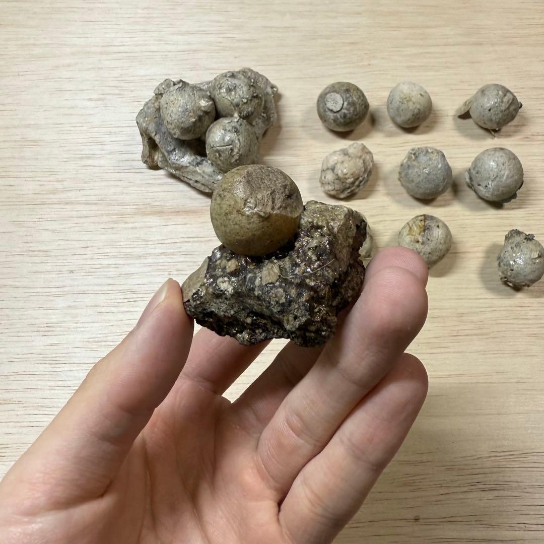 古瀬戸 陶丸 鎌倉時代 室町時代 陶片 発掘品 古常滑 古美濃 古美術 骨董品