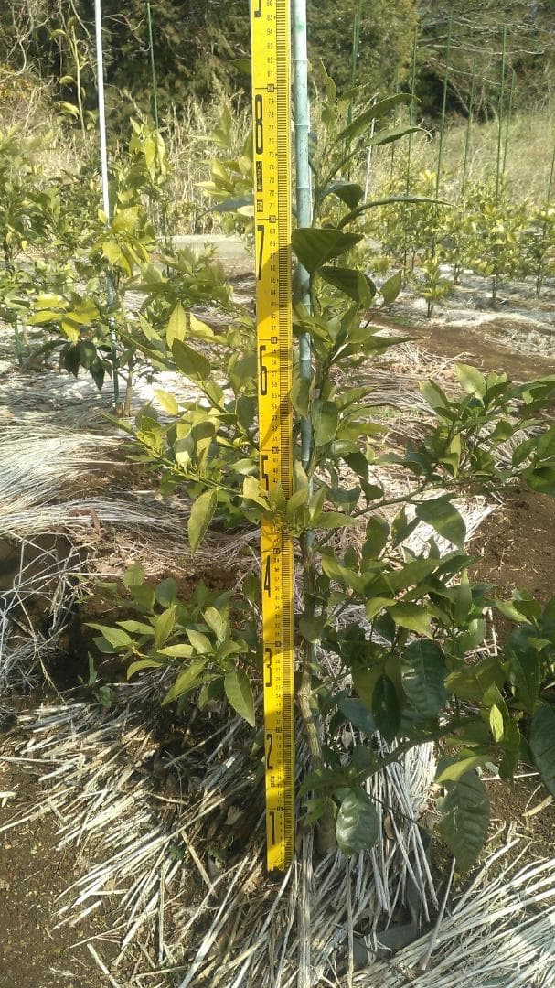 湘南ゴールド 果樹苗木 約70cm