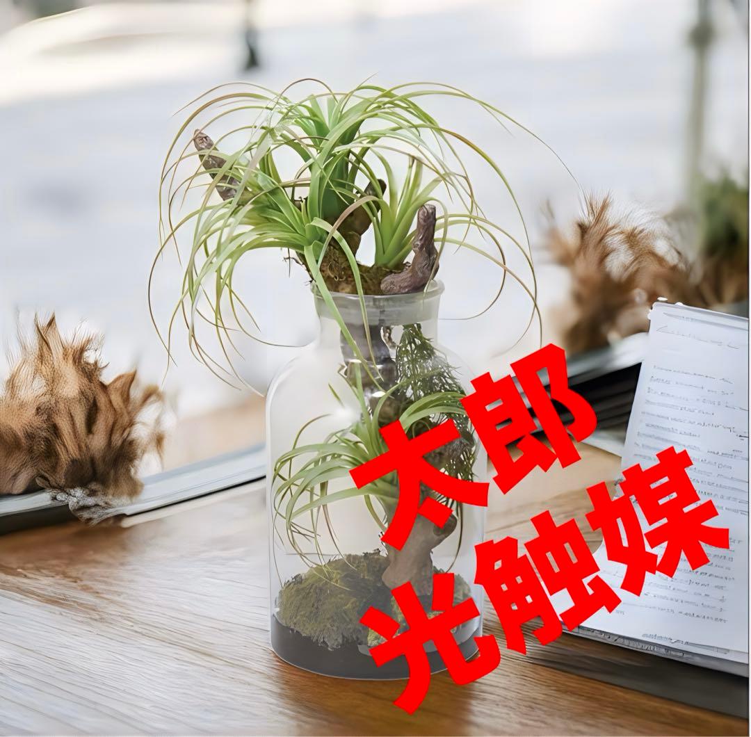 光触媒　人工観葉植物　ウォールグリーン　フェイクグリーン　ボタニカルチランジア