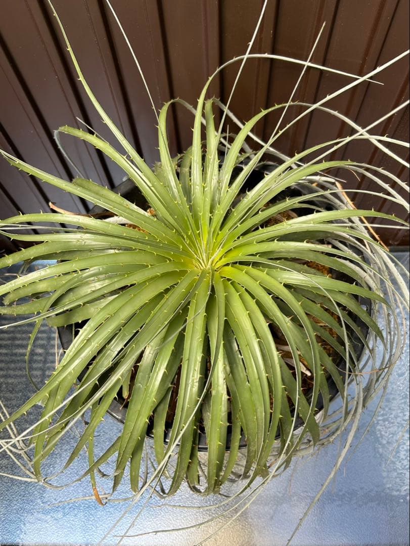 プヤ ベルテロニアナ B