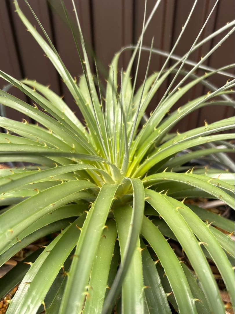 プヤ ベルテロニアナ B