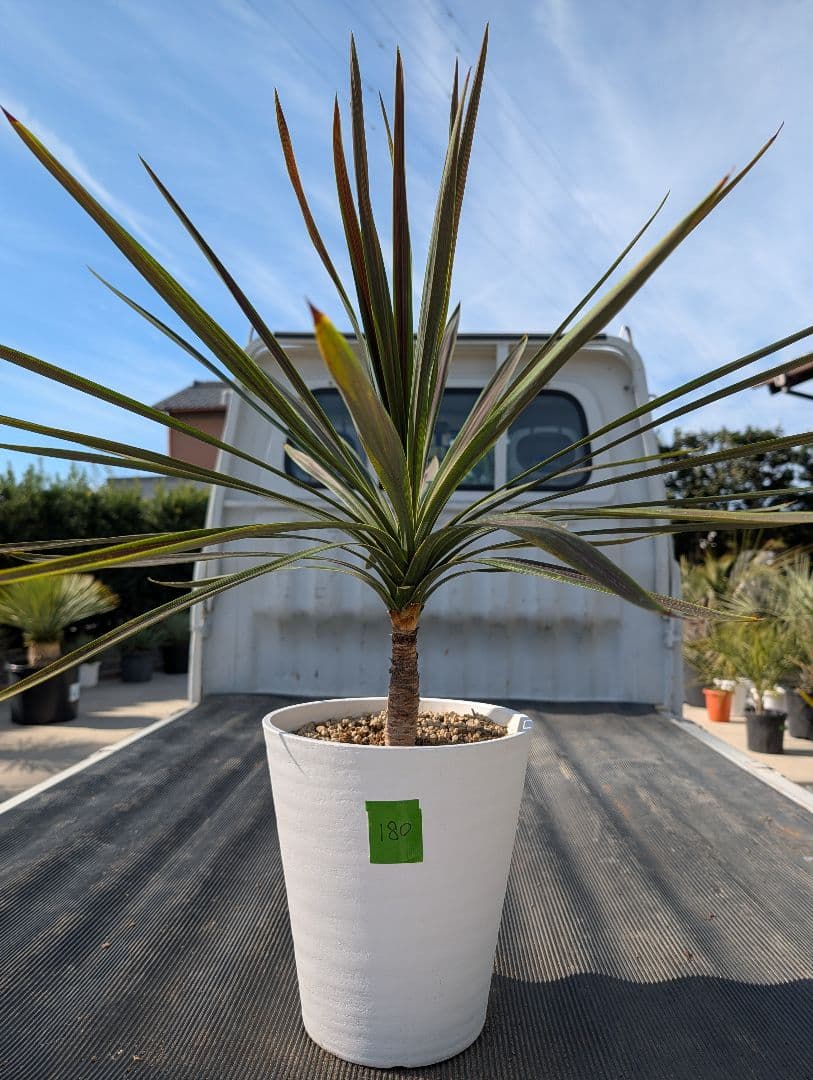 コルジリネ チョコミント《H＝約75㎝・8号》180