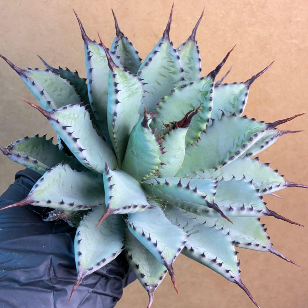 コ*イ様 アガベ ハイブリッド 八荒雷神 曲刺八荒 陽炎強黒曲棘 特選