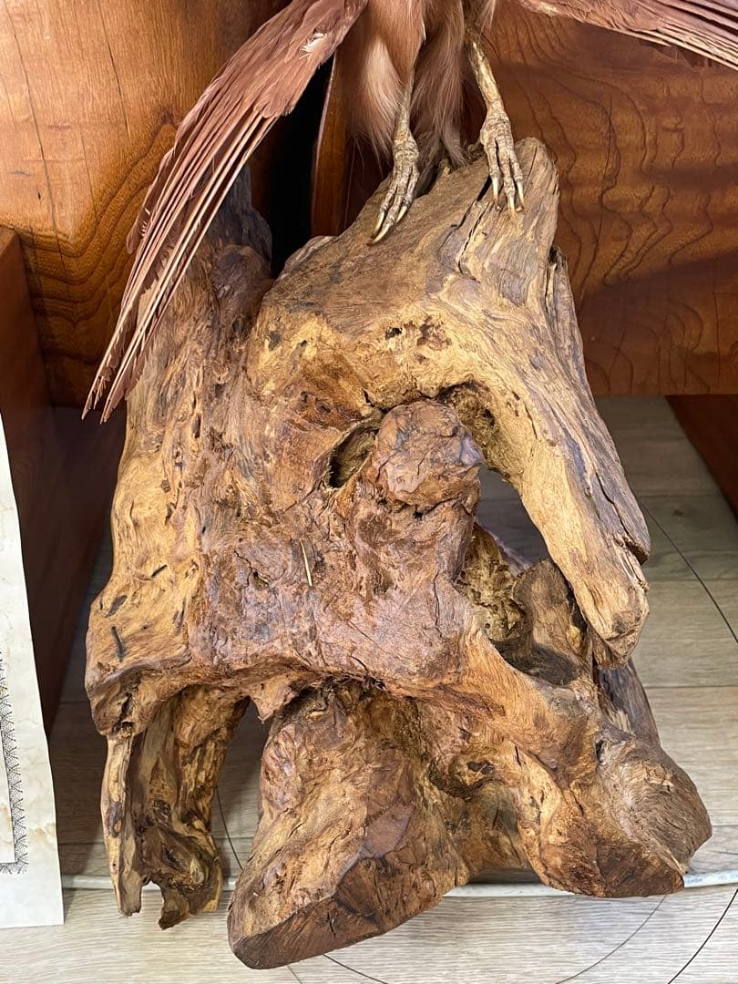 世界鳥獸館（フォーナランド）鳥　剥製　極楽鳥　ゴクラクチョウ　証明書付き