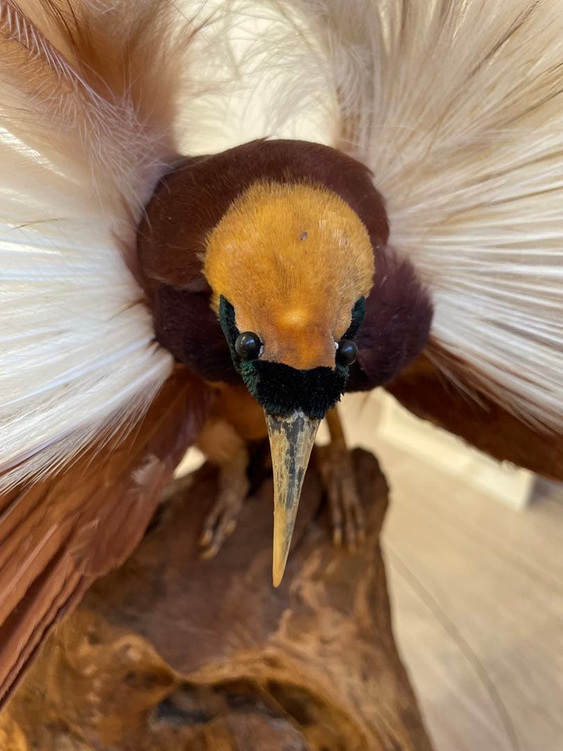 世界鳥獸館（フォーナランド）鳥　剥製　極楽鳥　ゴクラクチョウ　証明書付き