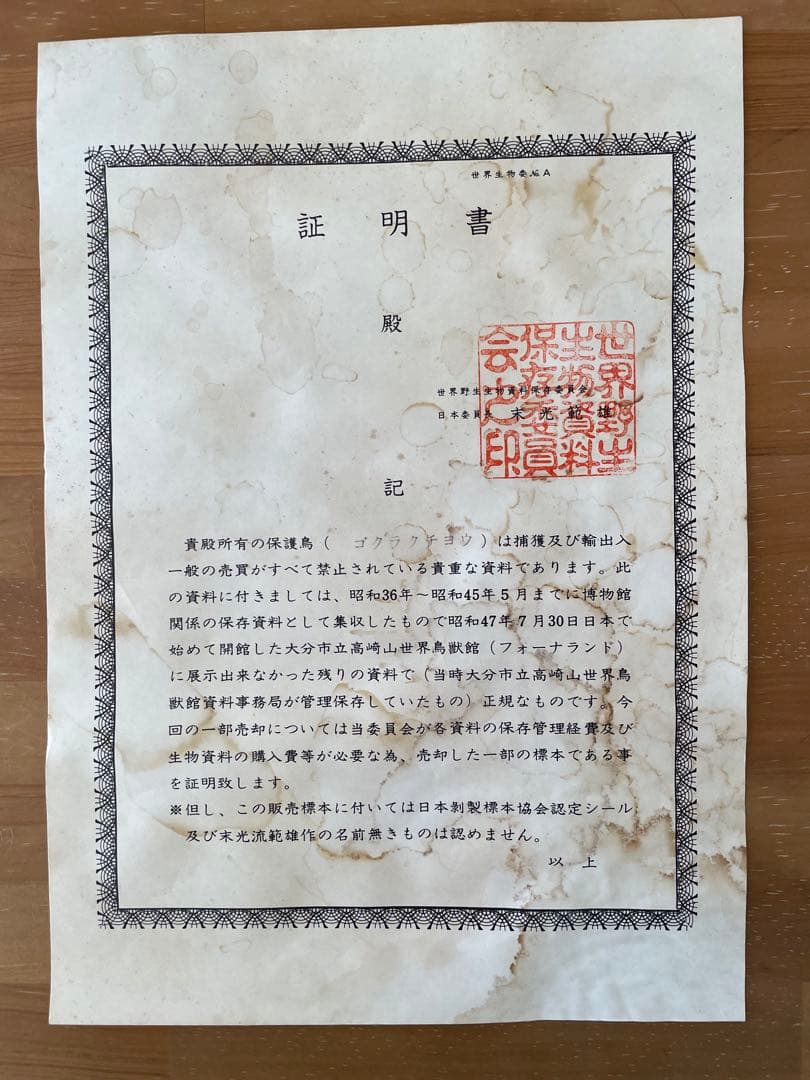 世界鳥獸館（フォーナランド）鳥　剥製　極楽鳥　ゴクラクチョウ　証明書付き