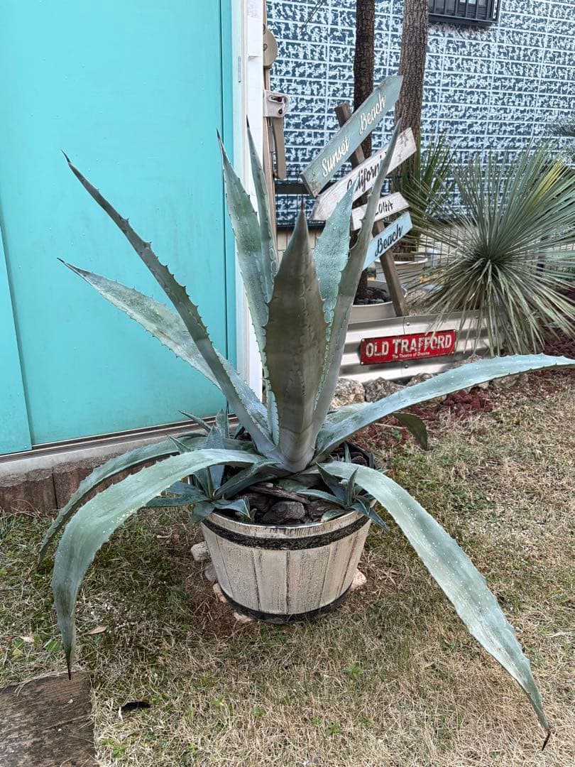 アガベ　アメリカーナ　大株　子株10株付き　古木風鉢付き　引き取り限定