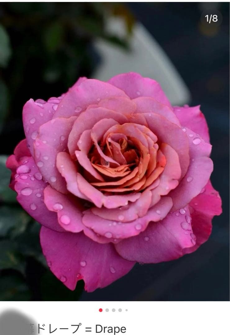 接木苗予約受付中　❗️‼️