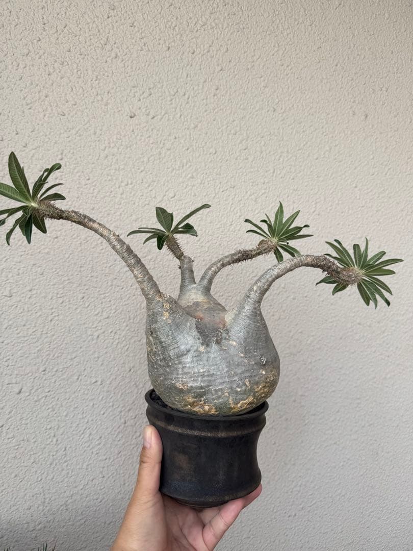 塊根植物 グラキリス　大株　現地球　発根後6年　カタチ製作所の鉢付き