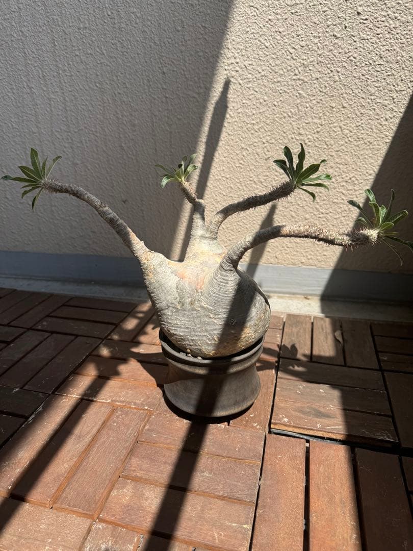 塊根植物 グラキリス　大株　現地球　発根後6年　カタチ製作所の鉢付き