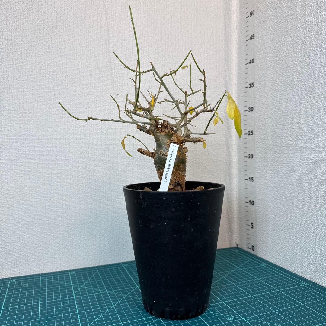 Commiphora habessinica コムミフォラ ハべシニカ