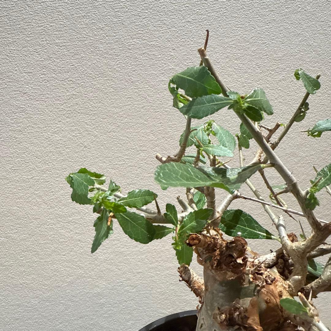 Commiphora habessinica コムミフォラ ハべシニカ