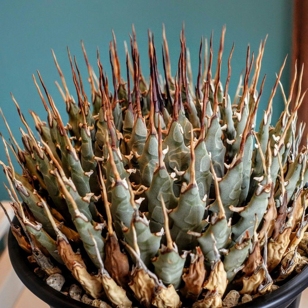 【7号XXXLサイズ】発根屋史上最大級・最高のエボリスピナ・発根済の陽炎株