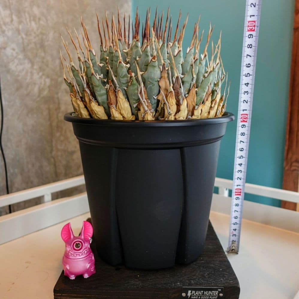 【7号XXXLサイズ】発根屋史上最大級・最高のエボリスピナ・発根済の陽炎株