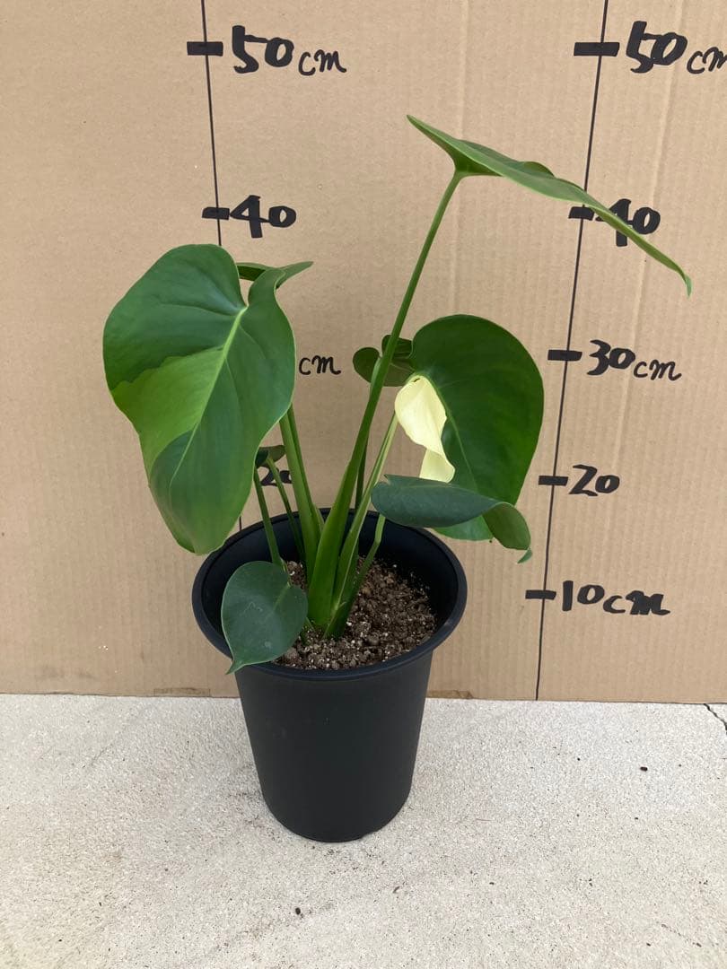 モンステラ斑入り　デリシオーサ実生株　2鉢セット