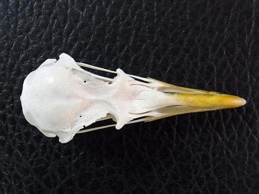 高品質！ニシセグロカモメ　Herring gull　頭骨