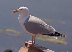 高品質！ニシセグロカモメ　Herring gull　頭骨
