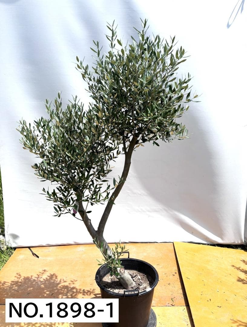 オリーブの木　ミッション　約200cm　NO.1898　大型　現品掲載　人気品種