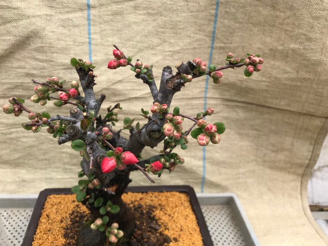 木瓜(ボケ)・放春花 越の輝 角鉢(咲分け保証品)①