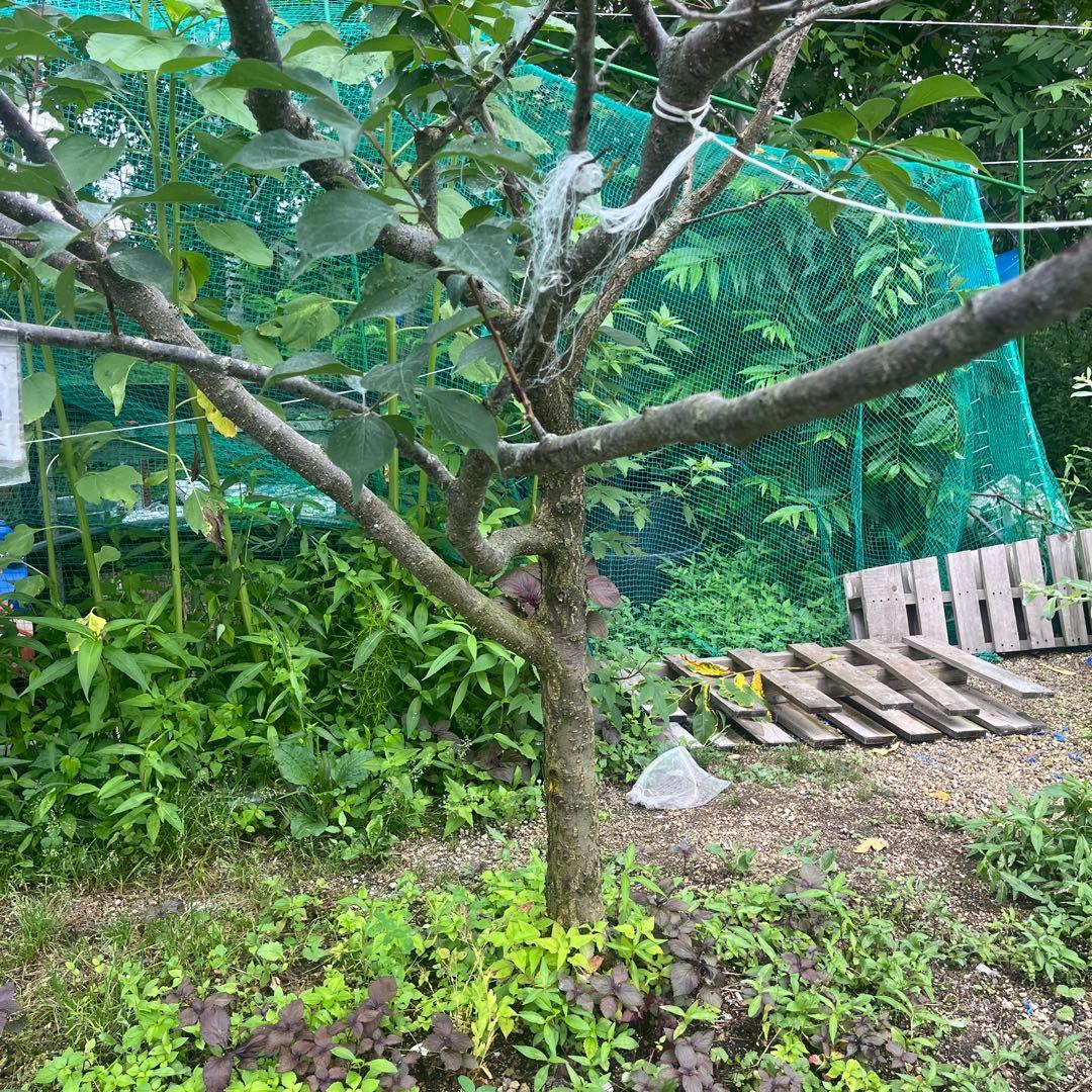 南高梅　成木　樹齢8年