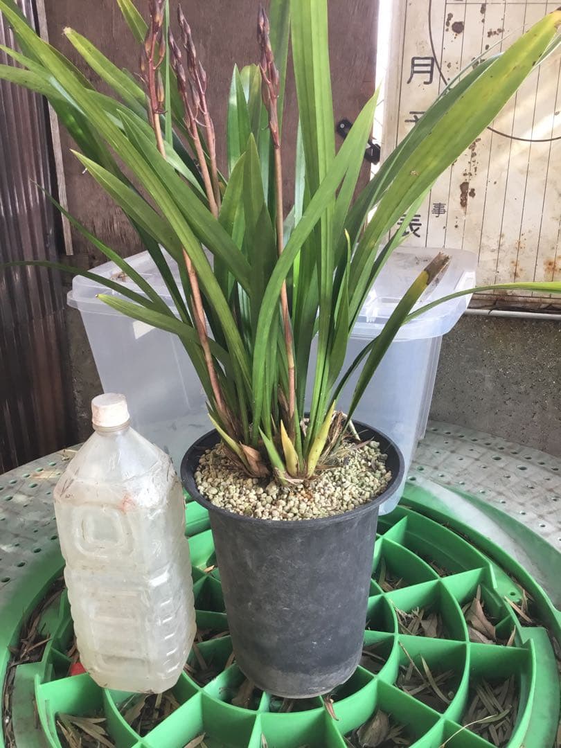 ホウサイラン　報賽蘭