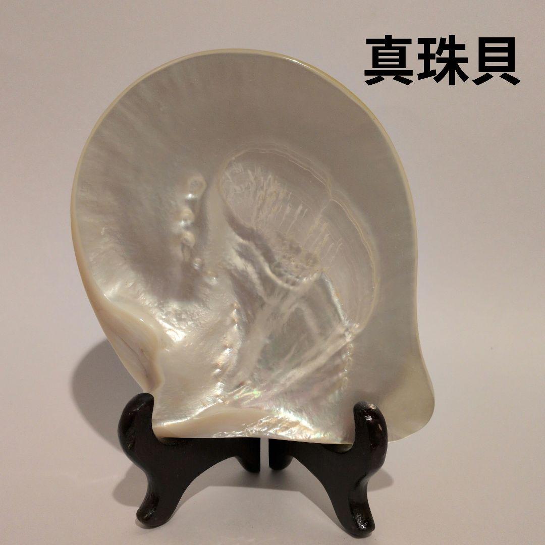 真珠貝 インテリア置物 木製スタンド付き