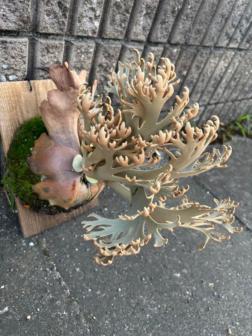 jenny comolebi 血統　胞子　ビカクシダ コウモリラン