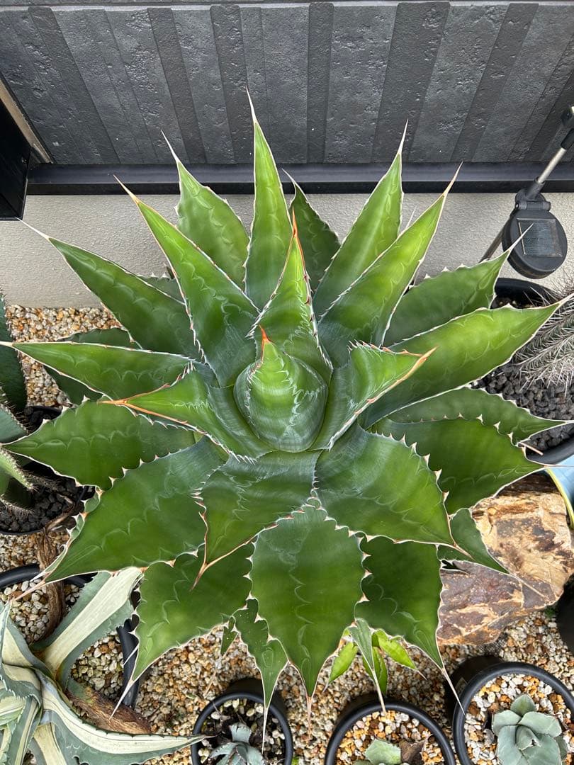 アガベ　モンタナ　超特大　美形　引き取り限定 　ドライガーデン　サボテン