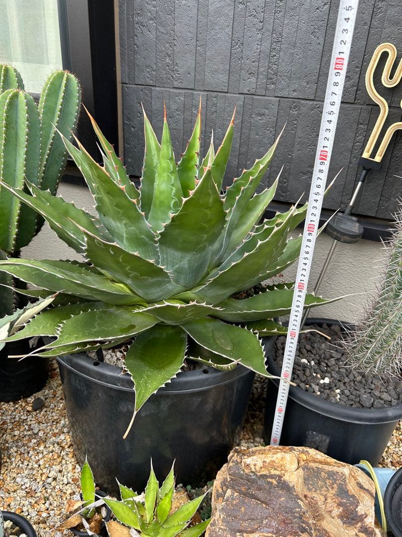 アガベ　モンタナ　超特大　美形　引き取り限定 　ドライガーデン　サボテン