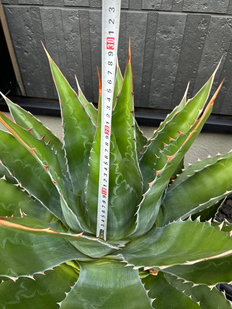 アガベ　モンタナ　超特大　美形　引き取り限定 　ドライガーデン　サボテン