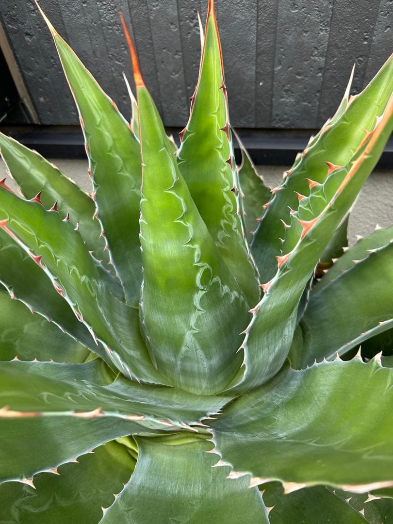 アガベ　モンタナ　超特大　美形　引き取り限定 　ドライガーデン　サボテン