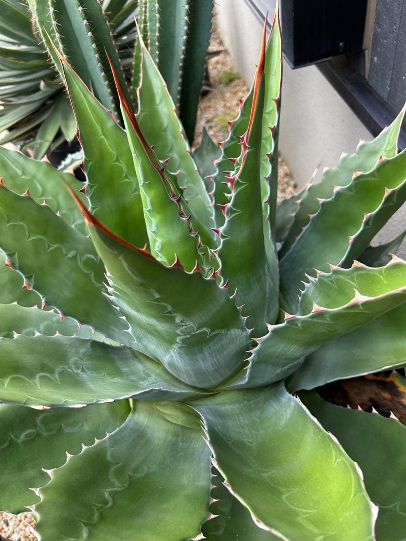 アガベ　モンタナ　超特大　美形　引き取り限定 　ドライガーデン　サボテン