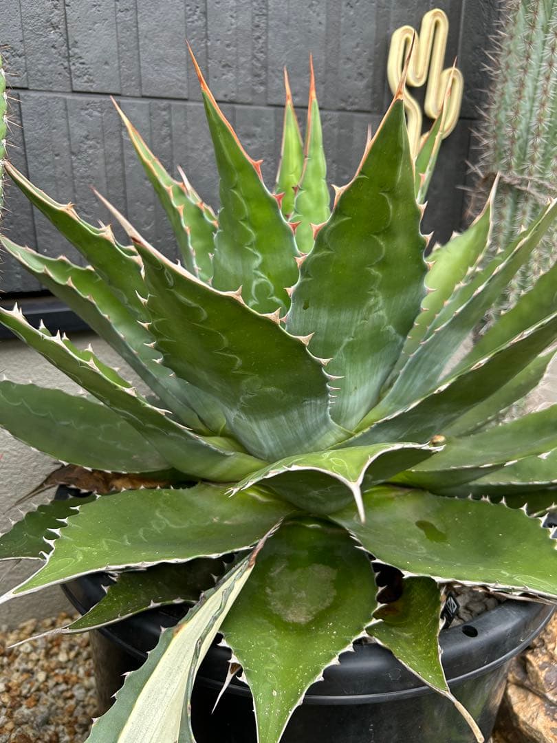 アガベ　モンタナ　超特大　美形　引き取り限定 　ドライガーデン　サボテン