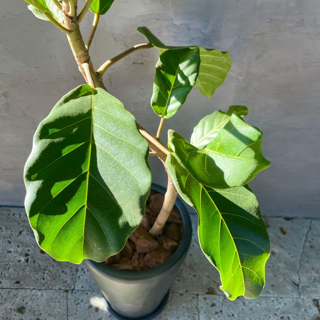 希少　特大　フィカス　アフリカンプリンス　曲がり仕立て　陶器鉢　植え込み発送