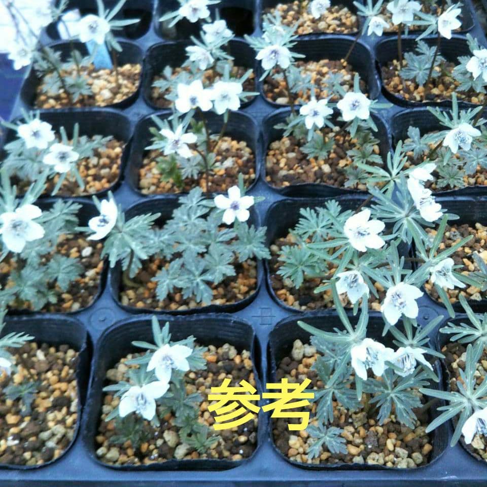 みんみん❗セツブンソウ来春開花予定6球・日向ササユリ2球お届け！！