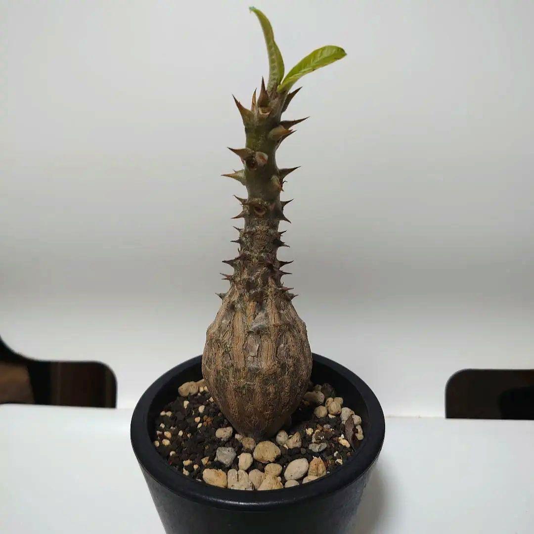 【希少種！】パキポディウム　ウィンゾリー　国内実生株　7年目　壺型