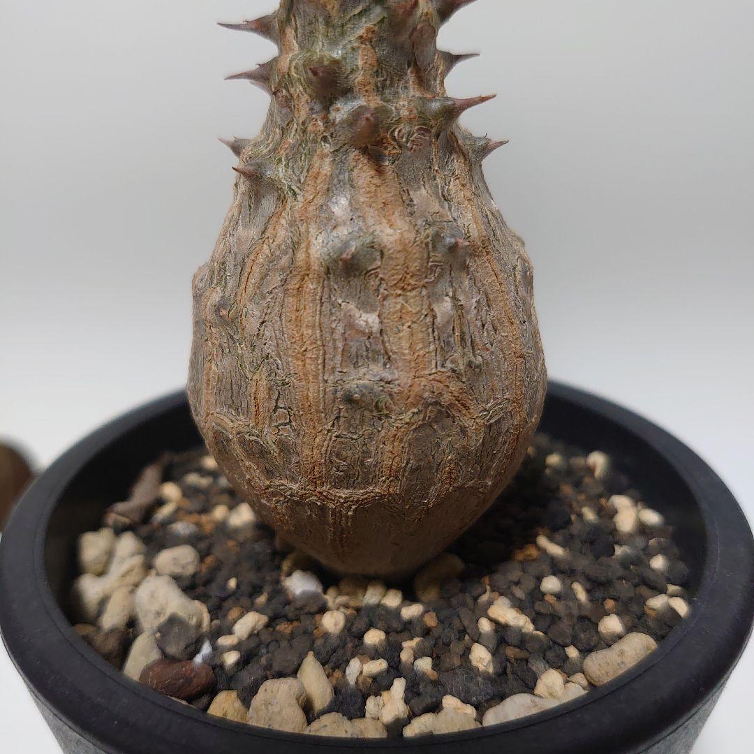 【希少種！】パキポディウム　ウィンゾリー　国内実生株　7年目　壺型