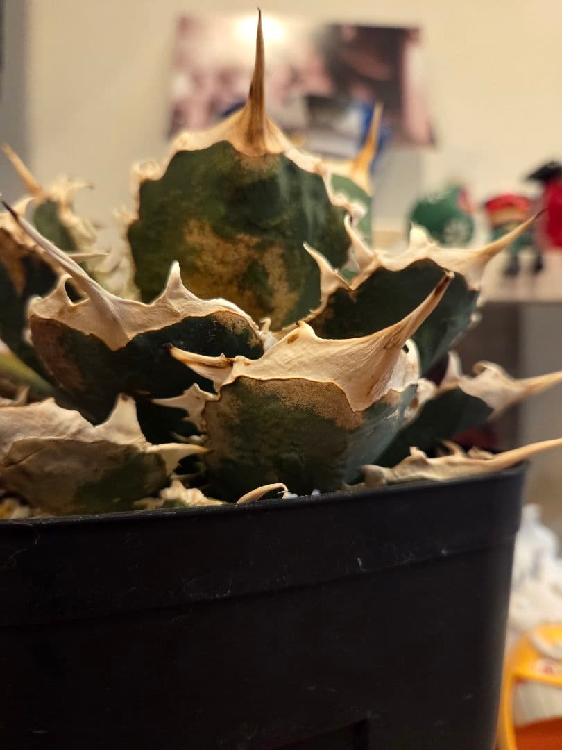 【アガベ オアハカ 親株】Oaxaca 現地球 アガベ オテロイ