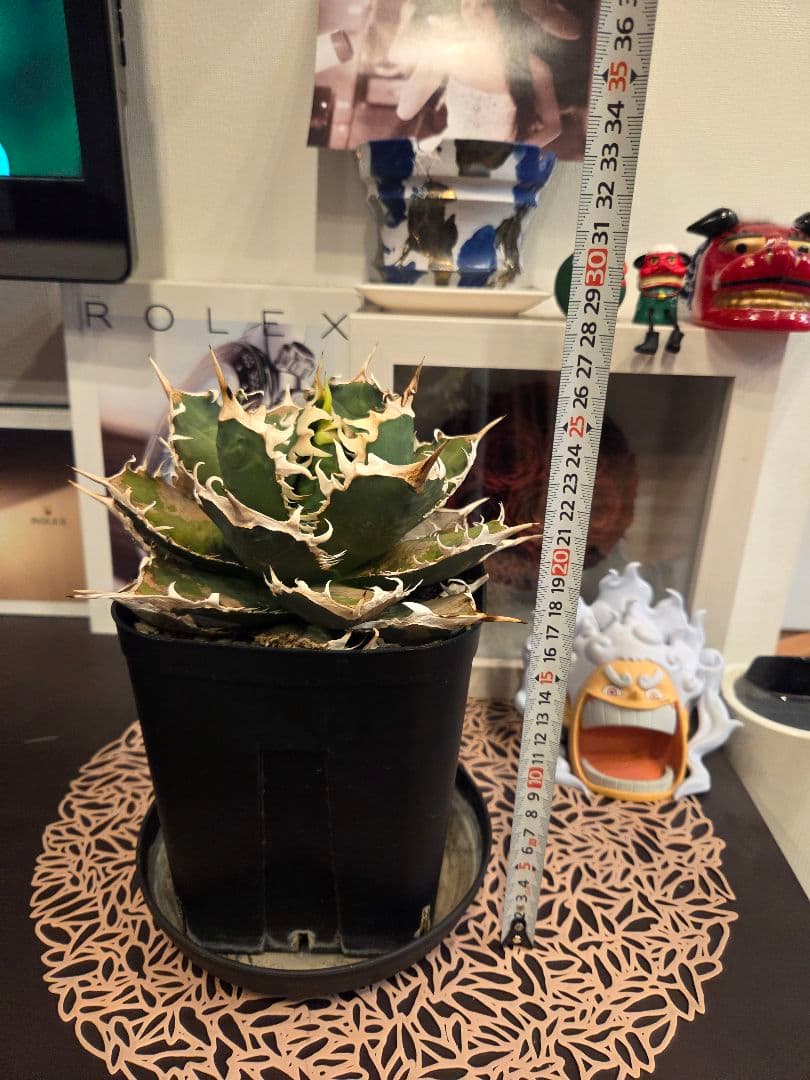 【アガベ オアハカ 親株】Oaxaca 現地球 アガベ オテロイ