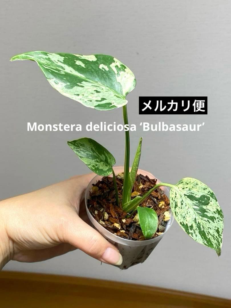 a【美株‼️】モンステラ　デリシオーサ　バルバソー　フシギダネ/ベトシオーサ　希少