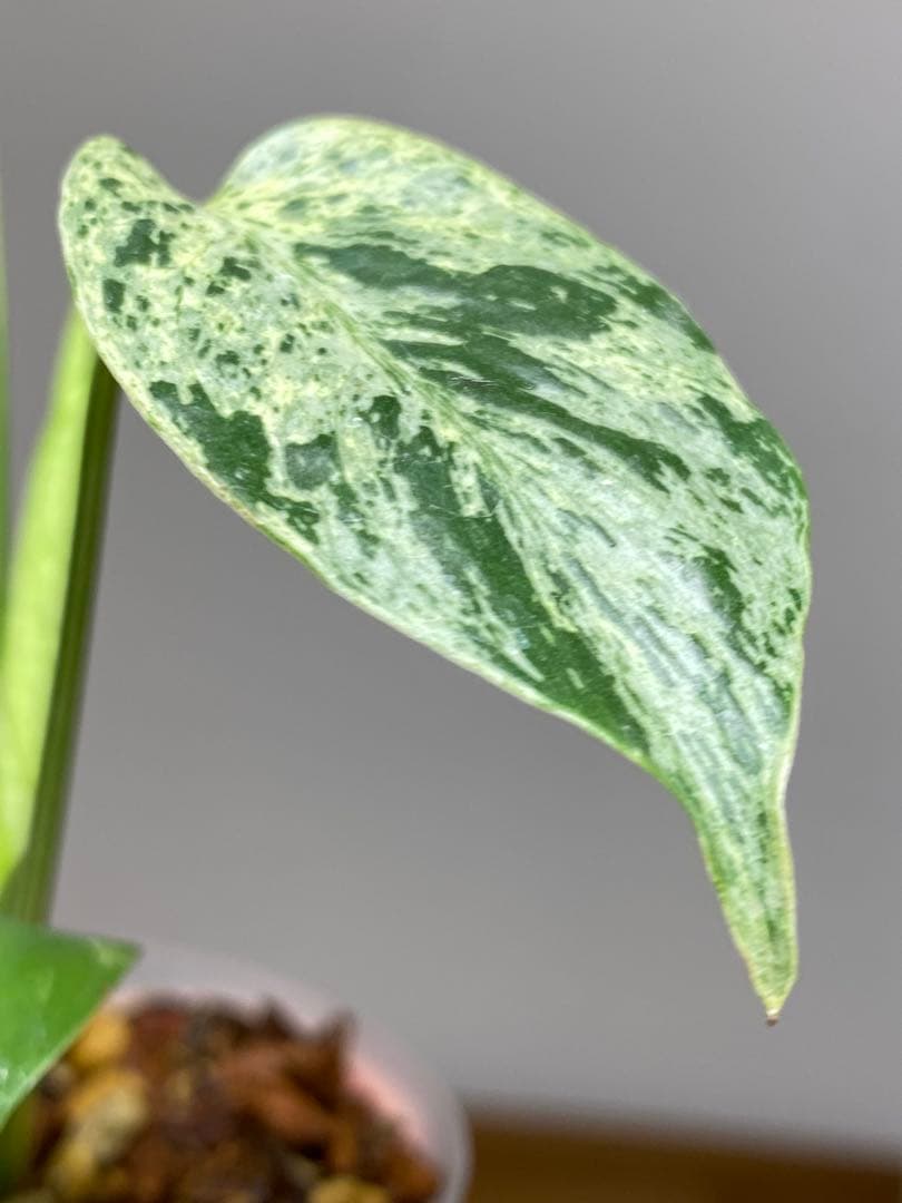 a【美株‼️】モンステラ　デリシオーサ　バルバソー　フシギダネ/ベトシオーサ　希少