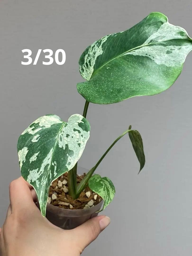 a【美株‼️】モンステラ　デリシオーサ　バルバソー　フシギダネ/ベトシオーサ　希少