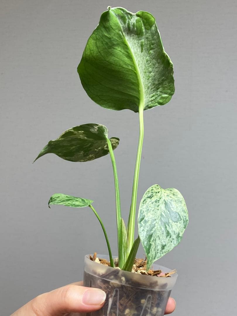 a【美株‼️】モンステラ　デリシオーサ　バルバソー　フシギダネ/ベトシオーサ　希少