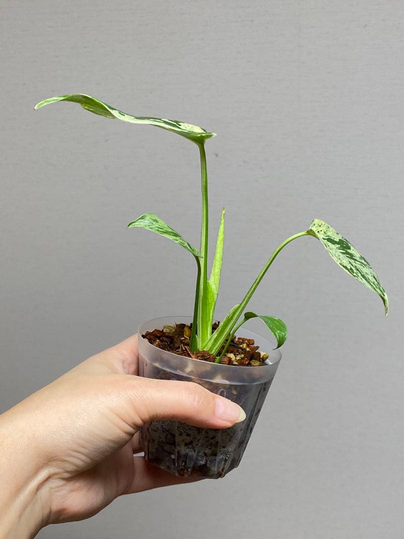 a【美株‼️】モンステラ　デリシオーサ　バルバソー　フシギダネ/ベトシオーサ　希少