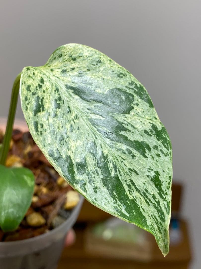 a【美株‼️】モンステラ　デリシオーサ　バルバソー　フシギダネ/ベトシオーサ　希少