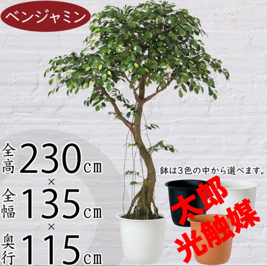 光触媒　人工観葉植物　ウォールグリーン　フェイクグリーン　ベンジャミナコアッド鉢